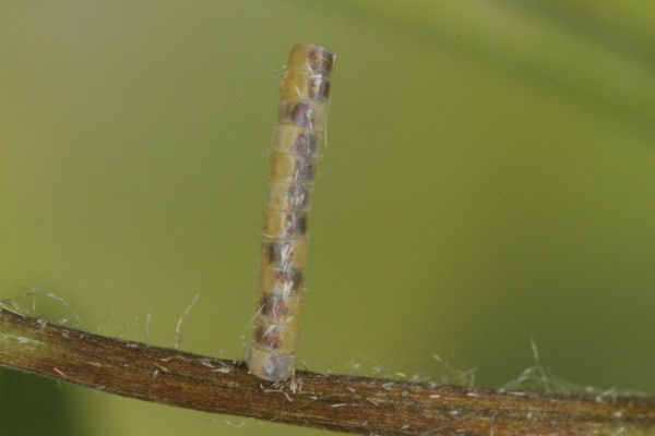 Hemistola chrysoprasaria: Bild 19