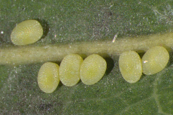 Stegania trimaculata: Bild 1