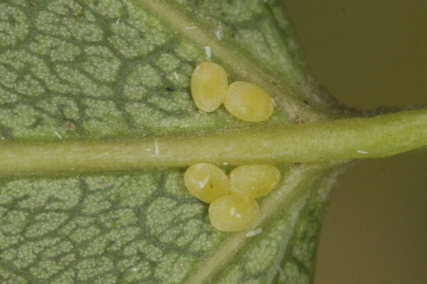 Stegania trimaculata: Bild 2