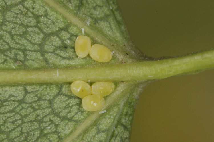 Stegania trimaculata: Bild 2