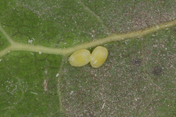 Stegania trimaculata: Bild 3