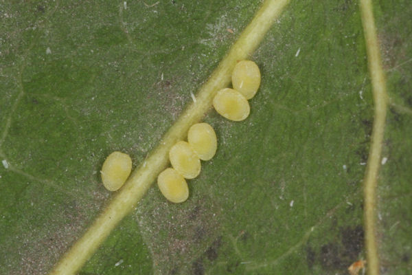 Stegania trimaculata: Bild 4