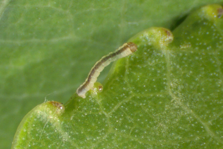 Stegania trimaculata: Bild 6