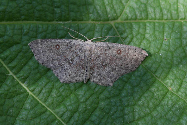 Cyclophora pendularia: Bild 14