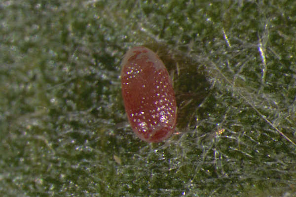 Cyclophora pendularia: Bild 1