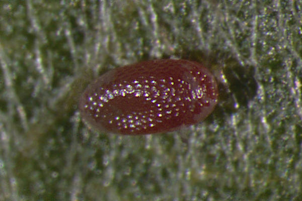 Cyclophora pendularia: Bild 2