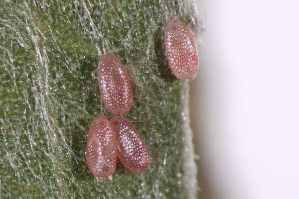 Cyclophora pendularia: Bild 3