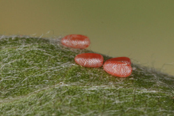 Cyclophora pendularia: Bild 4