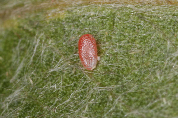 Cyclophora pendularia: Bild 5