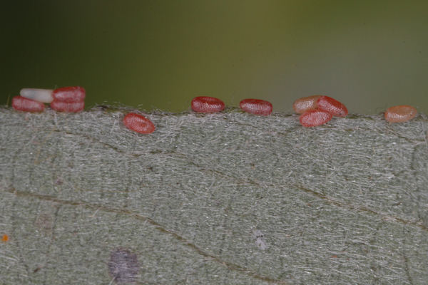 Cyclophora pendularia: Bild 6