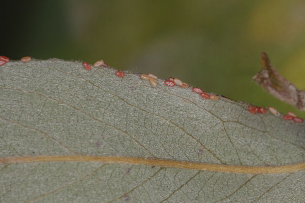 Cyclophora pendularia: Bild 7