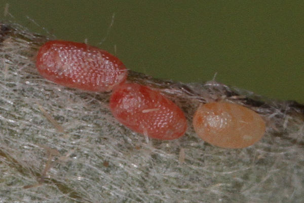 Cyclophora pendularia: Bild 8