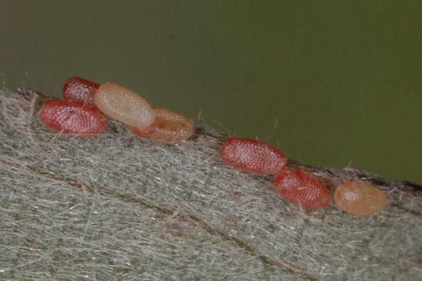 Cyclophora pendularia: Bild 9