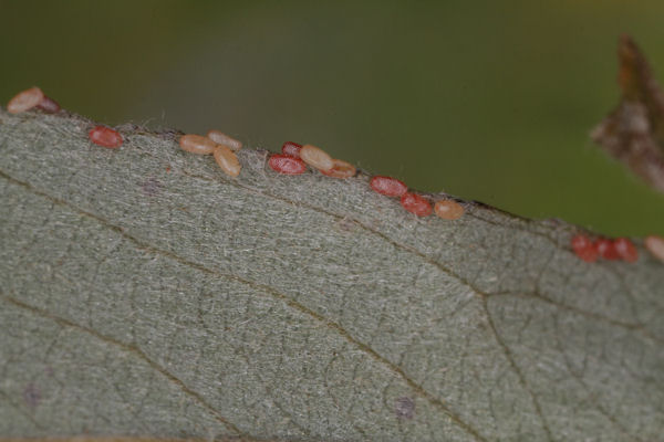 Cyclophora pendularia: Bild 10