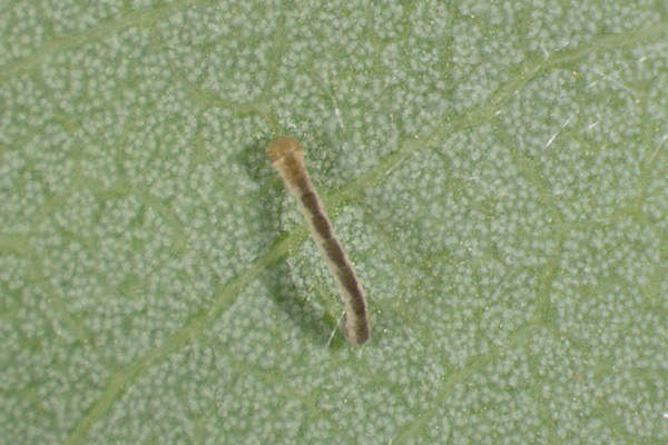 Cyclophora pendularia: Bild 12