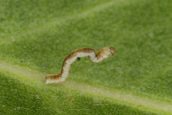 Cyclophora pendularia: Bild 13