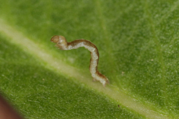 Cyclophora pendularia: Bild 15