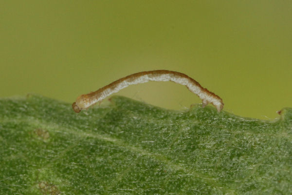 Cyclophora pendularia: Bild 16