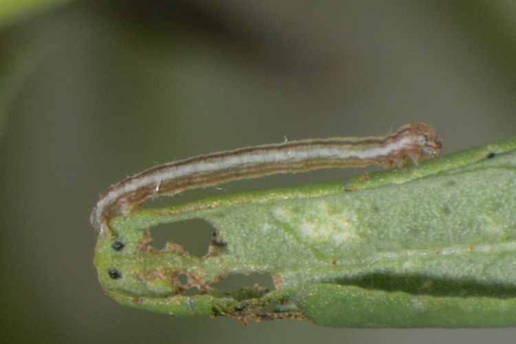 Aspitates acuminaria: Bild 6