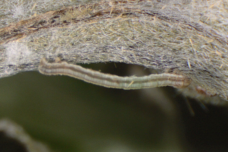 Aspitates acuminaria: Bild 7