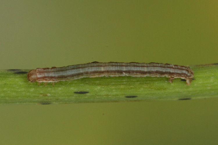 Aspitates acuminaria: Bild 8