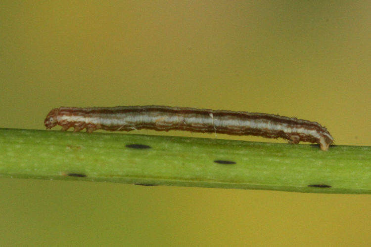 Aspitates acuminaria: Bild 9