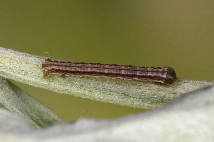 Aspitates acuminaria: Bild 11