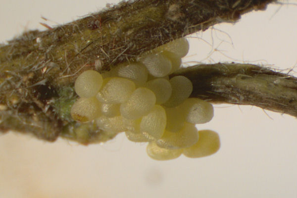 Biston betularia alexandrina: Bild 2