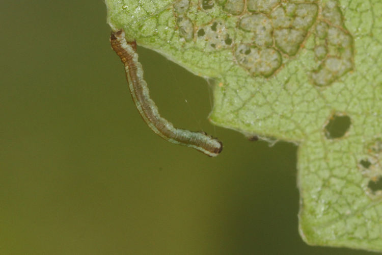 Biston betularia alexandrina: Bild 4