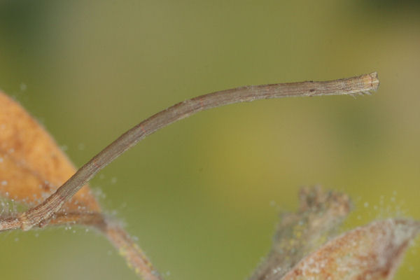 Rhodostrophia calabra: Bild 26