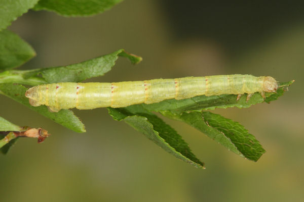 Eulithis populata: Bild 11