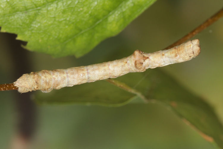 Hypomecis roboraria: Bild 22
