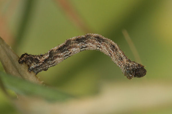 Idaea pallidata: Bild 36