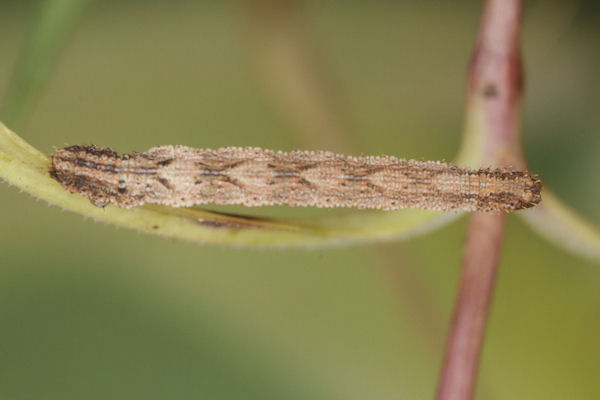 Idaea pallidata: Bild 37