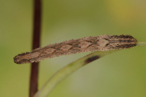 Idaea pallidata: Bild 38