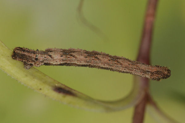 Idaea pallidata: Bild 39