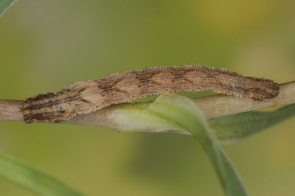 Idaea pallidata: Bild 40