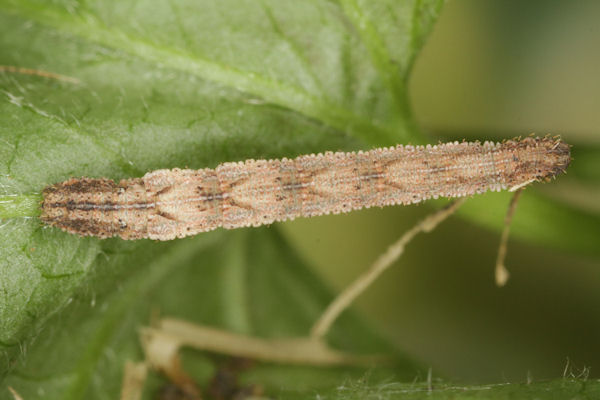 Idaea pallidata: Bild 42