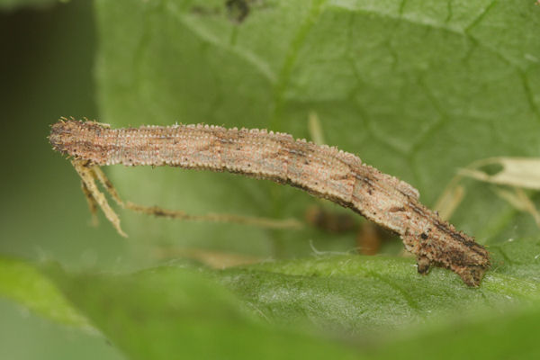 Idaea pallidata: Bild 43