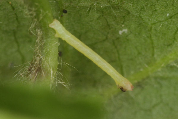 Hemistola chrysoprasaria: Bild 35