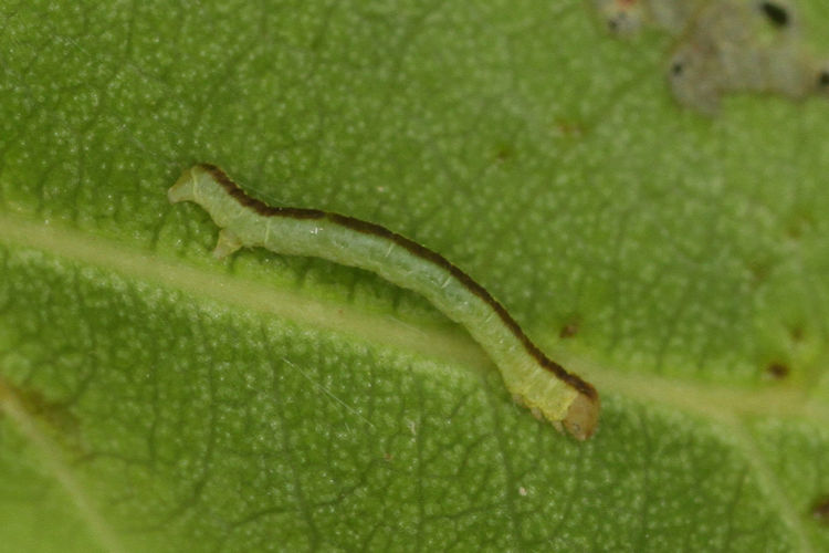 Stegania trimaculata: Bild 10