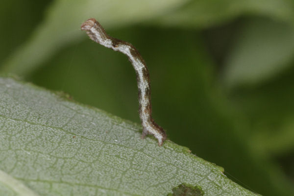 Cyclophora pendularia: Bild 17