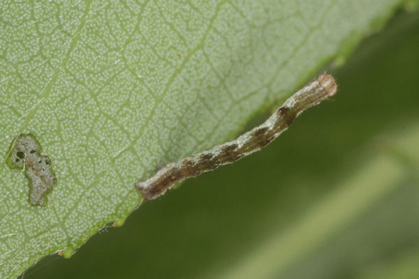 Cyclophora pendularia: Bild 18