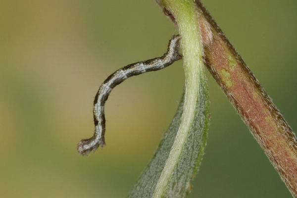 Cyclophora pendularia: Bild 19