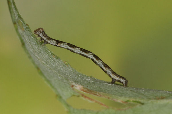 Cyclophora pendularia: Bild 21