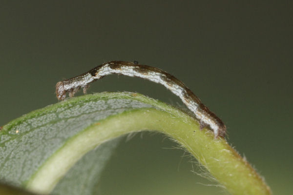 Cyclophora pendularia: Bild 22