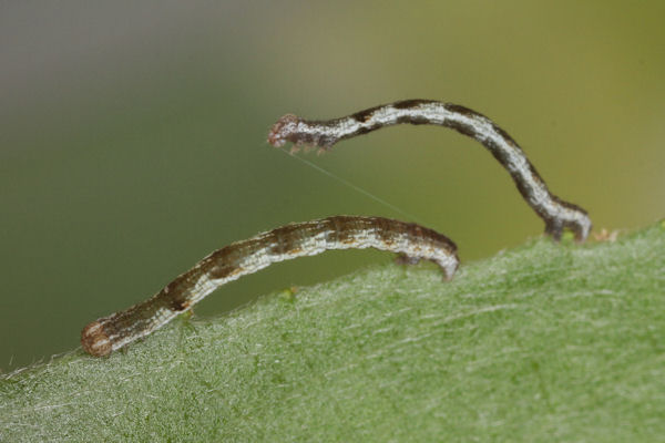 Cyclophora pendularia: Bild 23