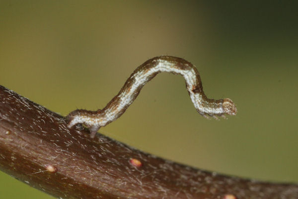 Cyclophora pendularia: Bild 24