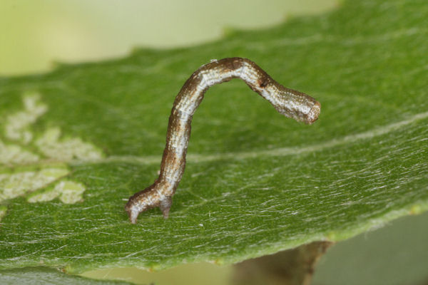 Cyclophora pendularia: Bild 25