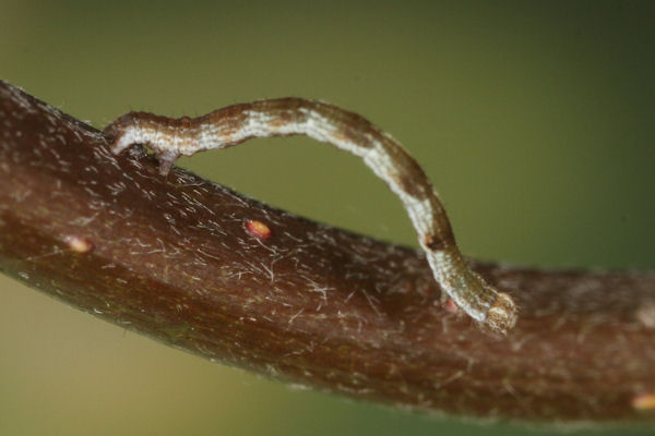 Cyclophora pendularia: Bild 26